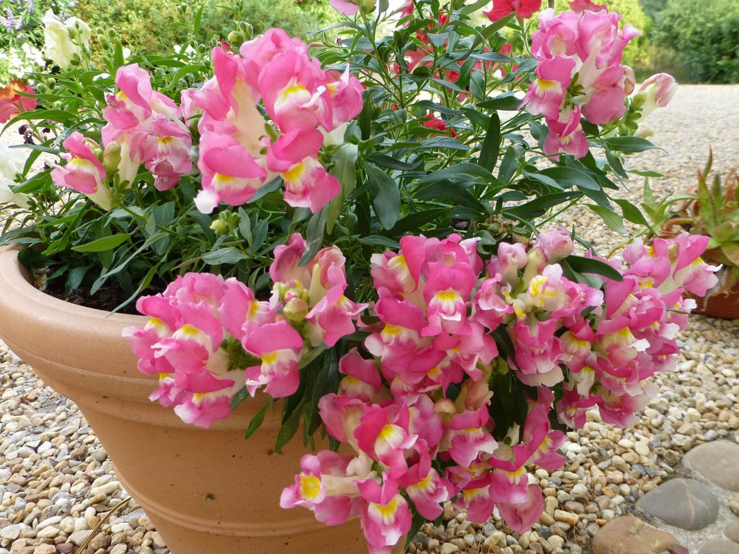 Antirrhinum majus